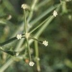 Seseli tortuosum Flower