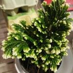 Selaginella martensii Foglia