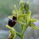 Ophrys virescens Blomma