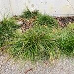 Carex distans Leaf
