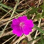 Geranium sanguineumVirág