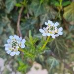 Iberis ciliata Fula