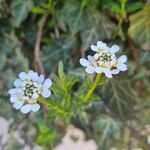 Iberis ciliata Flower