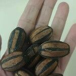Carya illinoinensis Fruit