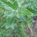 Ribes magellanicum Hoja