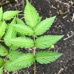 Rubus fraxinifolius Hoja