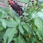 Phytolacca bogotensis Flower