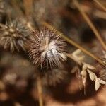 Trifolium leucanthum Fruit