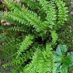 Asplenium fontanum Feuille