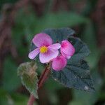 Begonia fischeri Кветка