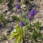 Penstemon procerus Çiçek