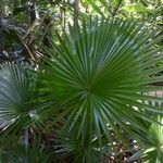 Livistona chinensis Folha