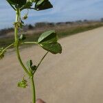 Medicago polymorpha Vivejo