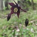 Aquilegia atrataBlüte