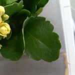 Kalanchoe blossfeldianaഇല