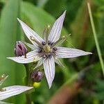 Swertia perennis Flower