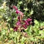 Salvia hierosolymitana 花