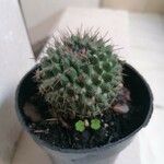 Mammillaria formosa برگ