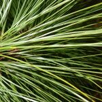 Pinus oocarpa Φύλλο