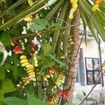 Ipomoea lobata Flower