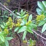 Zanthoxylum armatum Fleur