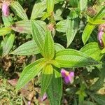 Melastoma malabathricum Leaf