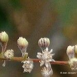 Homalium betulifolium 花