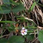 Potentilla micrantha 花