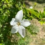Rosenbergiodendron formosum പുഷ്പം