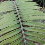 Encephalartos pterogonus पत्ता