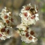 Rhus microphylla Flower