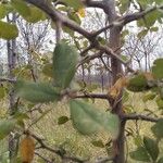 Terminalia prunioides Leaf