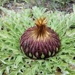 Carlina acanthifolia Vrucht