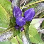 Gentiana clausa Blüte