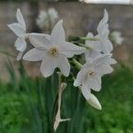 Narcissus papyraceus Flor