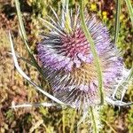 Dipsacus fullonum Žiedas