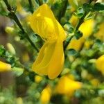 Cytisus scopariusBlodyn