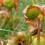 Sarracenia purpurea Blomma