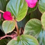 Begonia cucullata Leaf