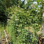 Rubus scaber Plante entière