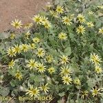 Arctotheca calendula Staniste