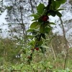 Cotoneaster simonsii Leaf