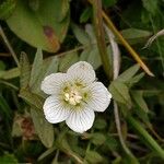 Parnassia palustrisFlower