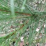 Pinus taeda Leaf