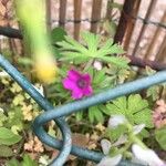 Geranium dissectum Flower