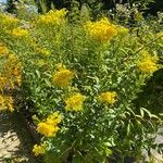 Solidago rigida Hábito