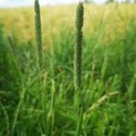 Phleum phleoides Плід