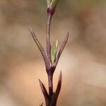 Sabulina tenuifolia برگ