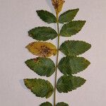 Rhus coriaria Otro