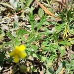 Potentilla argentea Liść